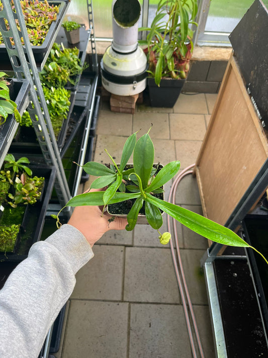 Nepenthes gymnamphora x tenuis 15cm