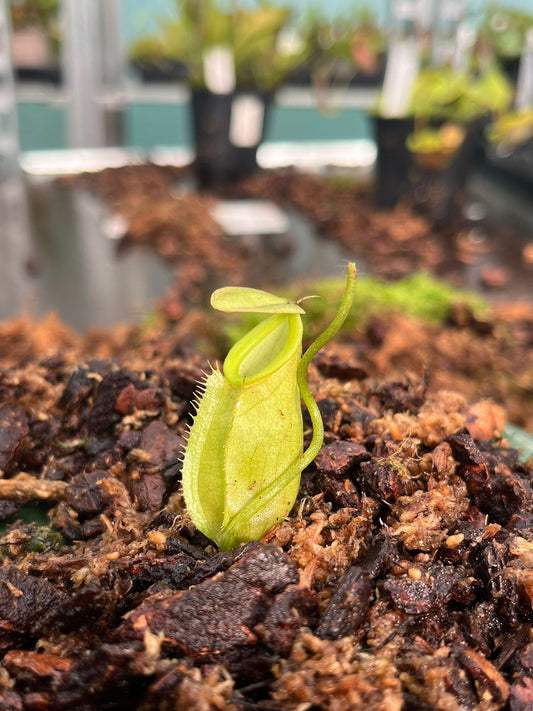 Nepenthes gymnamphora x tenuis 15cm
