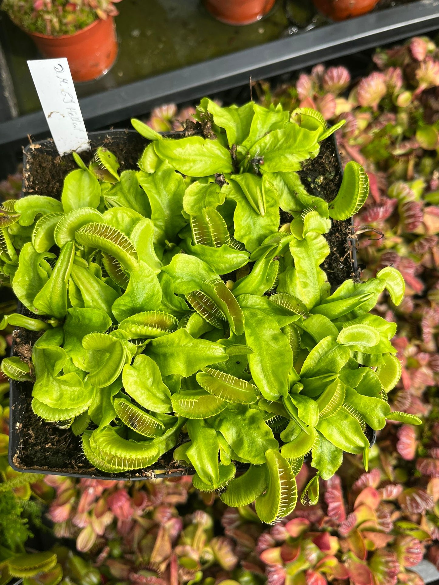 Dionaea muscipula 'GJ Hellcat'