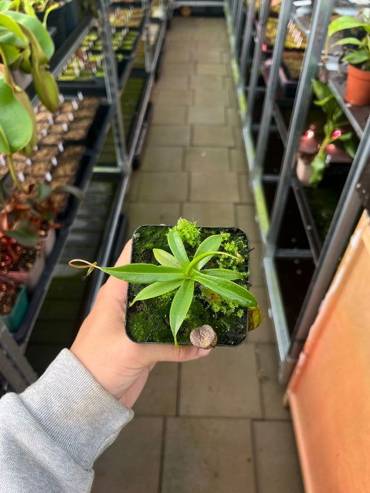Nepenthes (hamata x glabrata) x tenuis 10cm