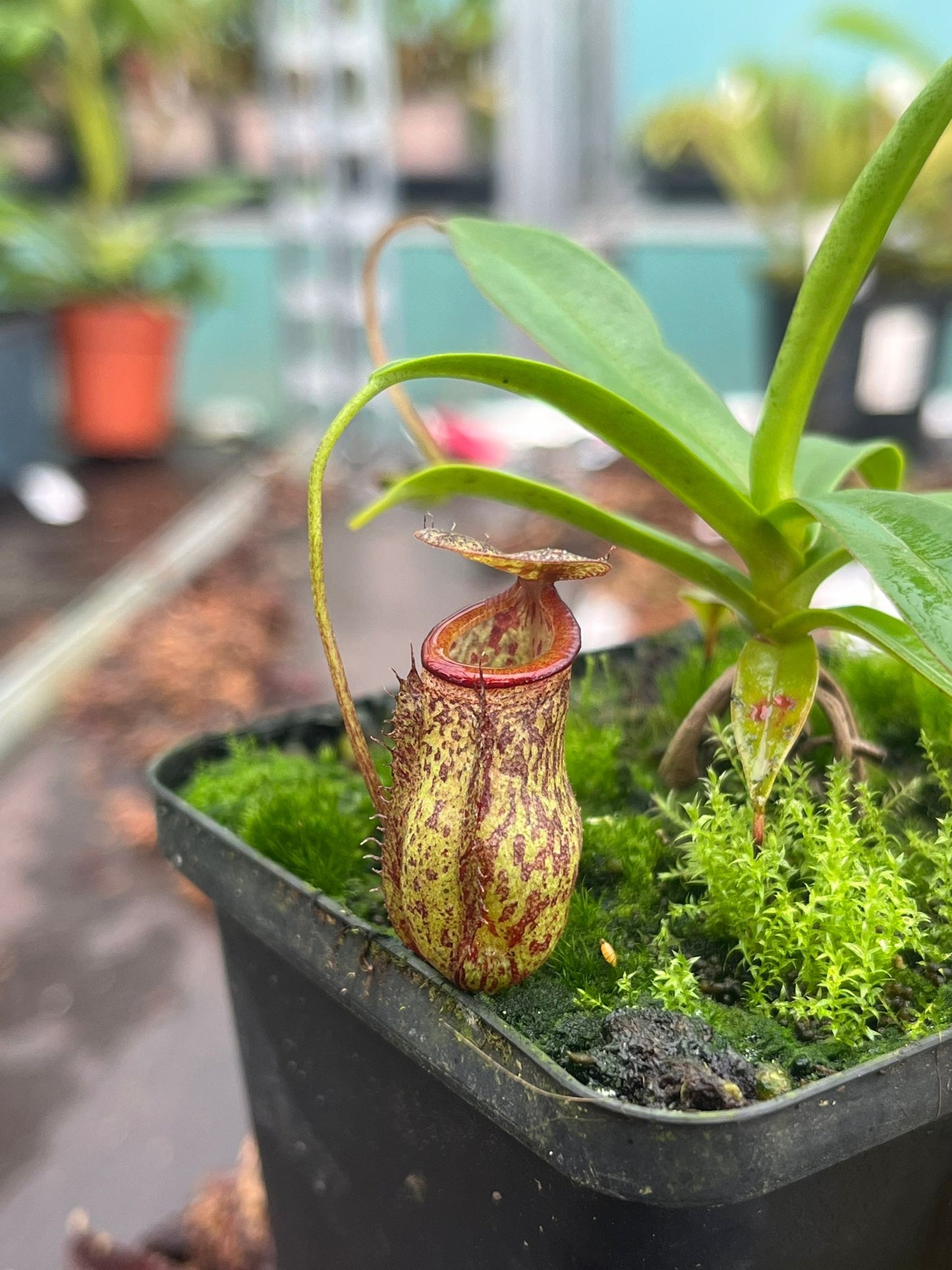 Nepenthes (hamata x glabrata) x tenuis 10cm