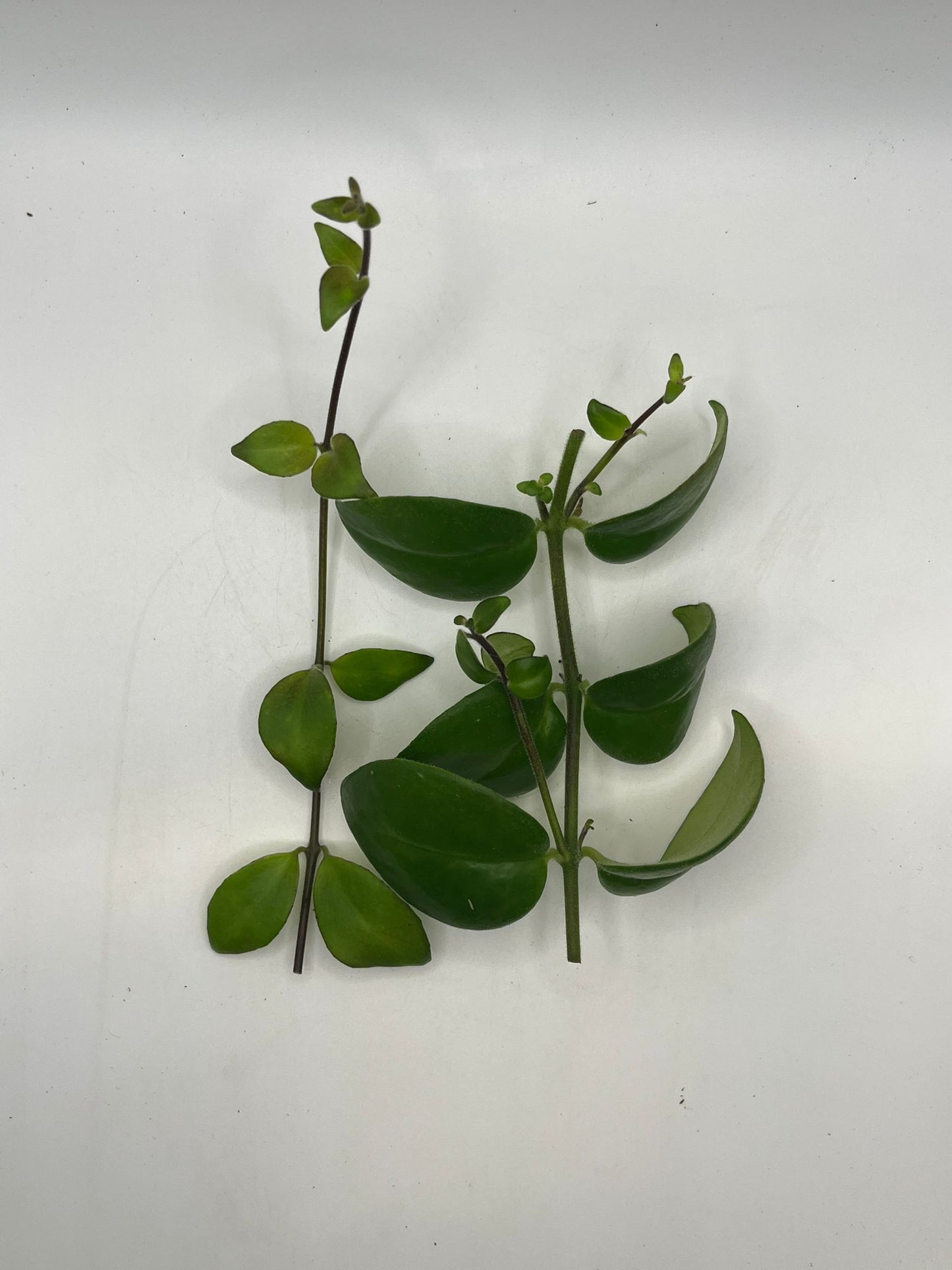 Aeschynanthus ‘tricolor’