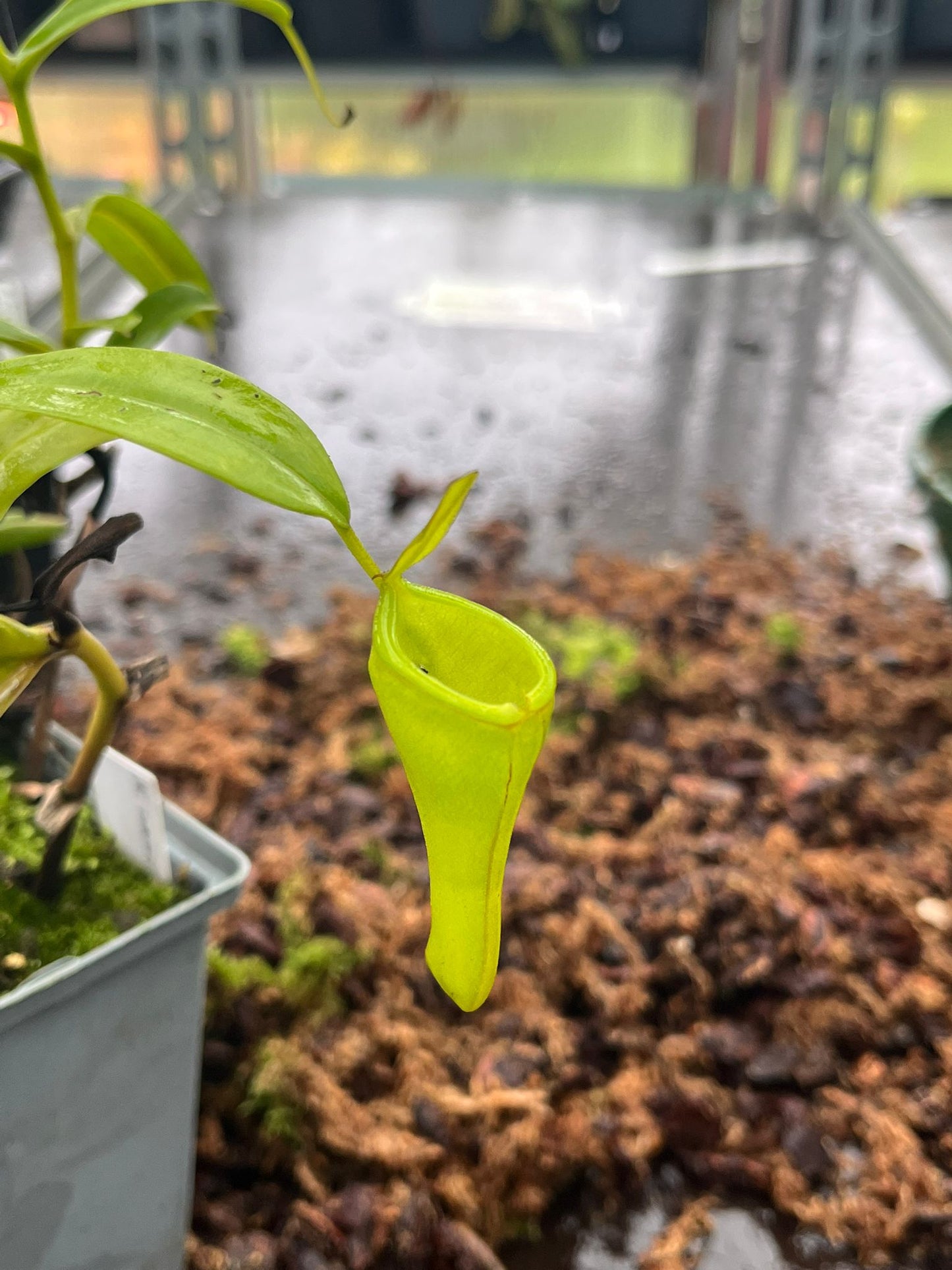Nepenthes inermis 'rooted cutting'