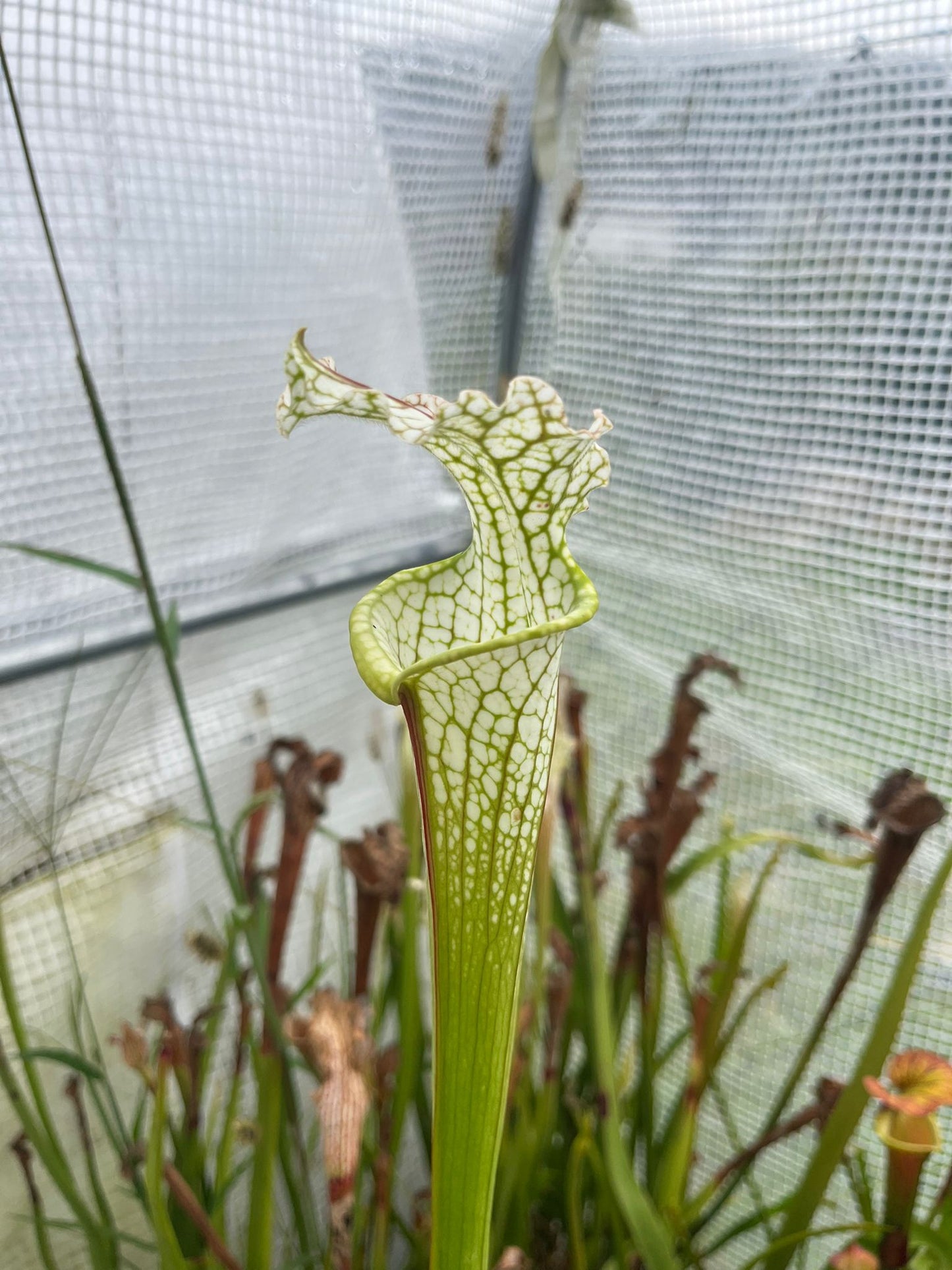 Sarracenia leucophylla - MK L02