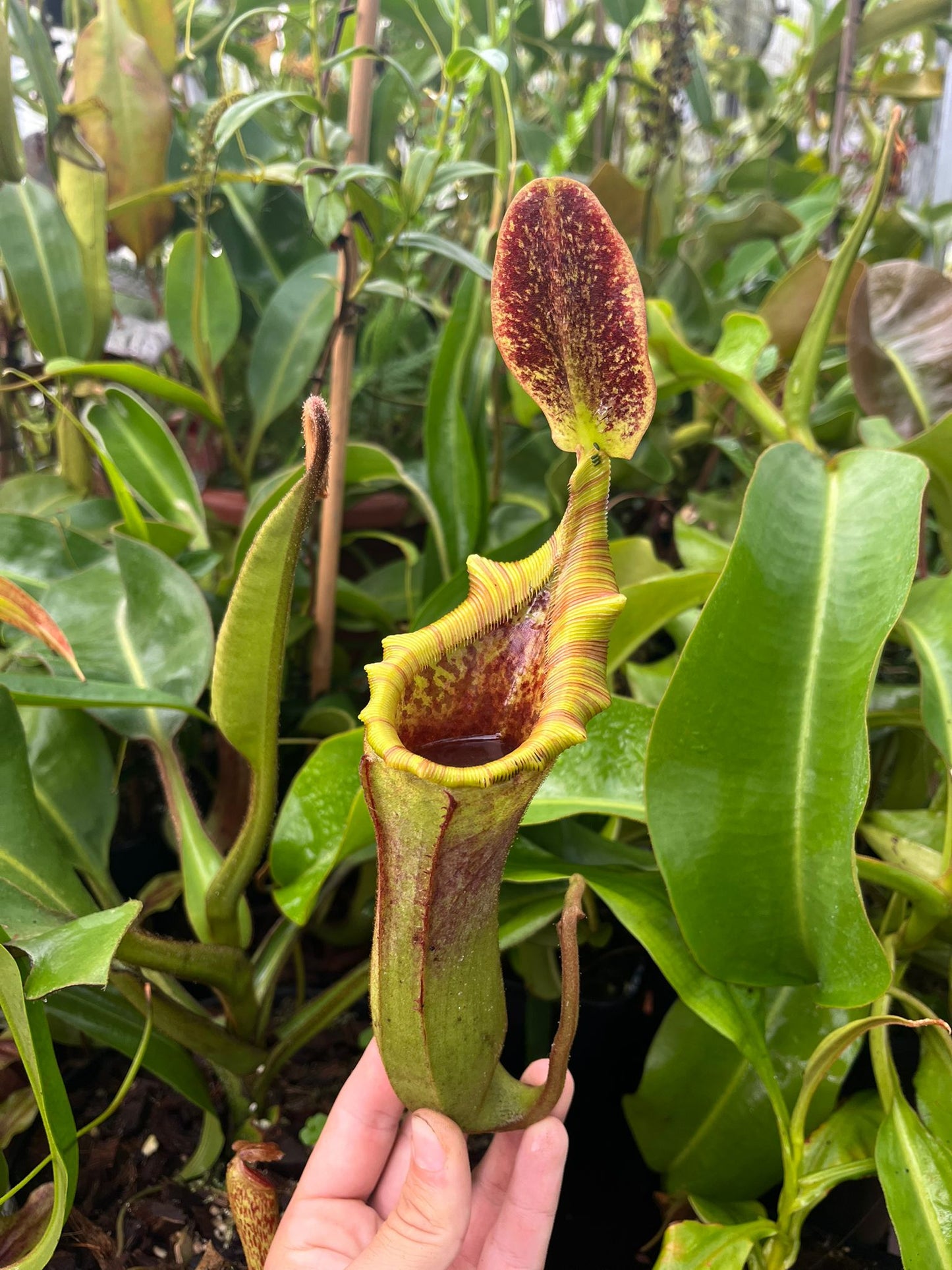 Nepenthes lowii x veitchii 'rooted cutting'