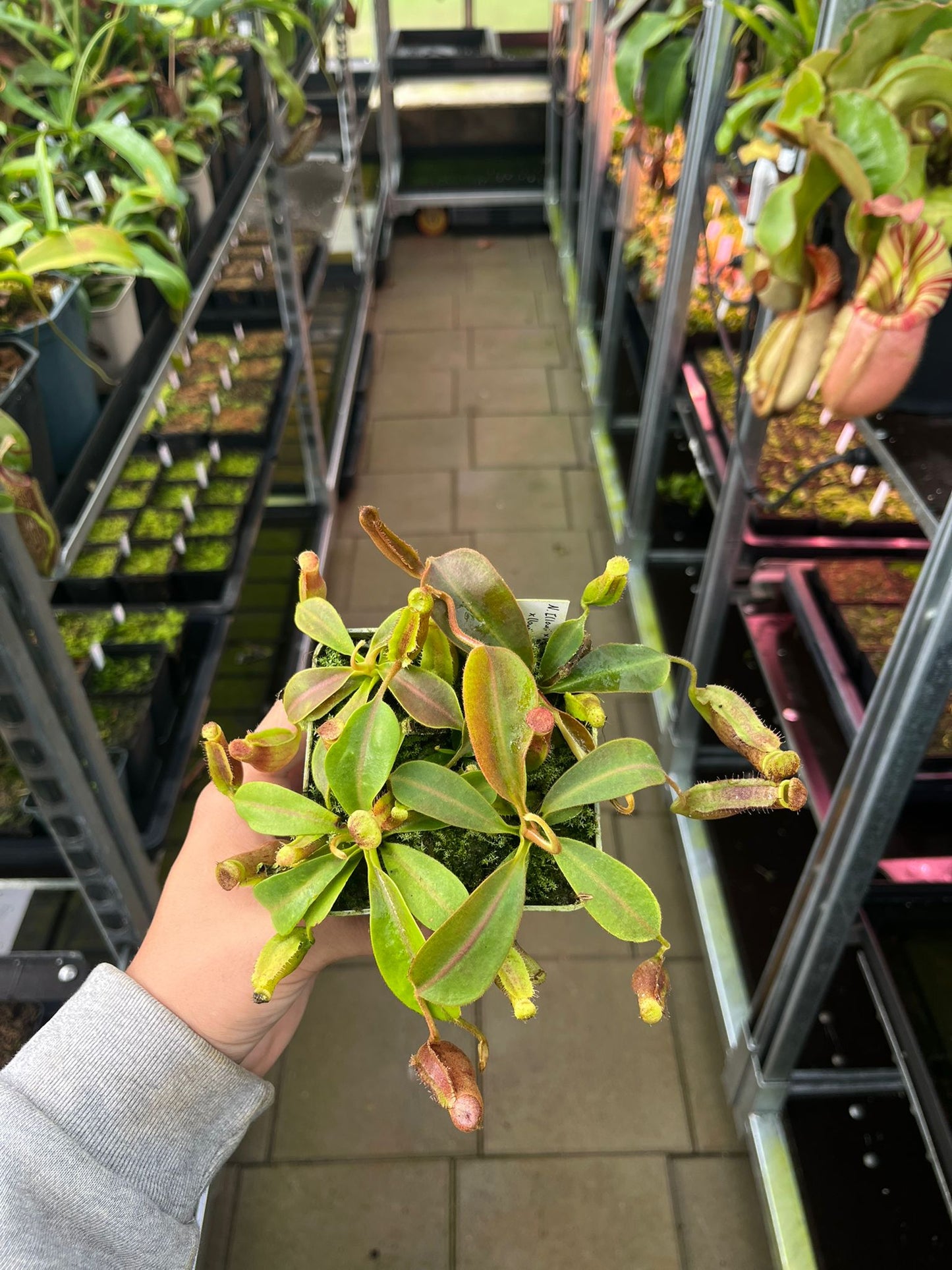 Nepenthes [(lowii x veitchii) x boschiana] x (lowii x veitchii) 10cm