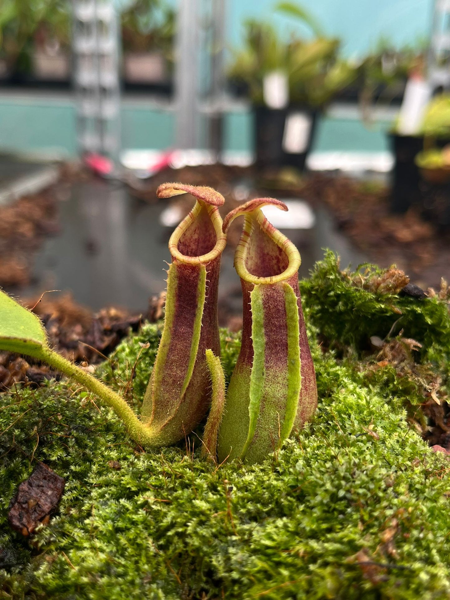 Nepenthes [(lowii x veitchii) x boschiana] x (lowii x veitchii) 10cm