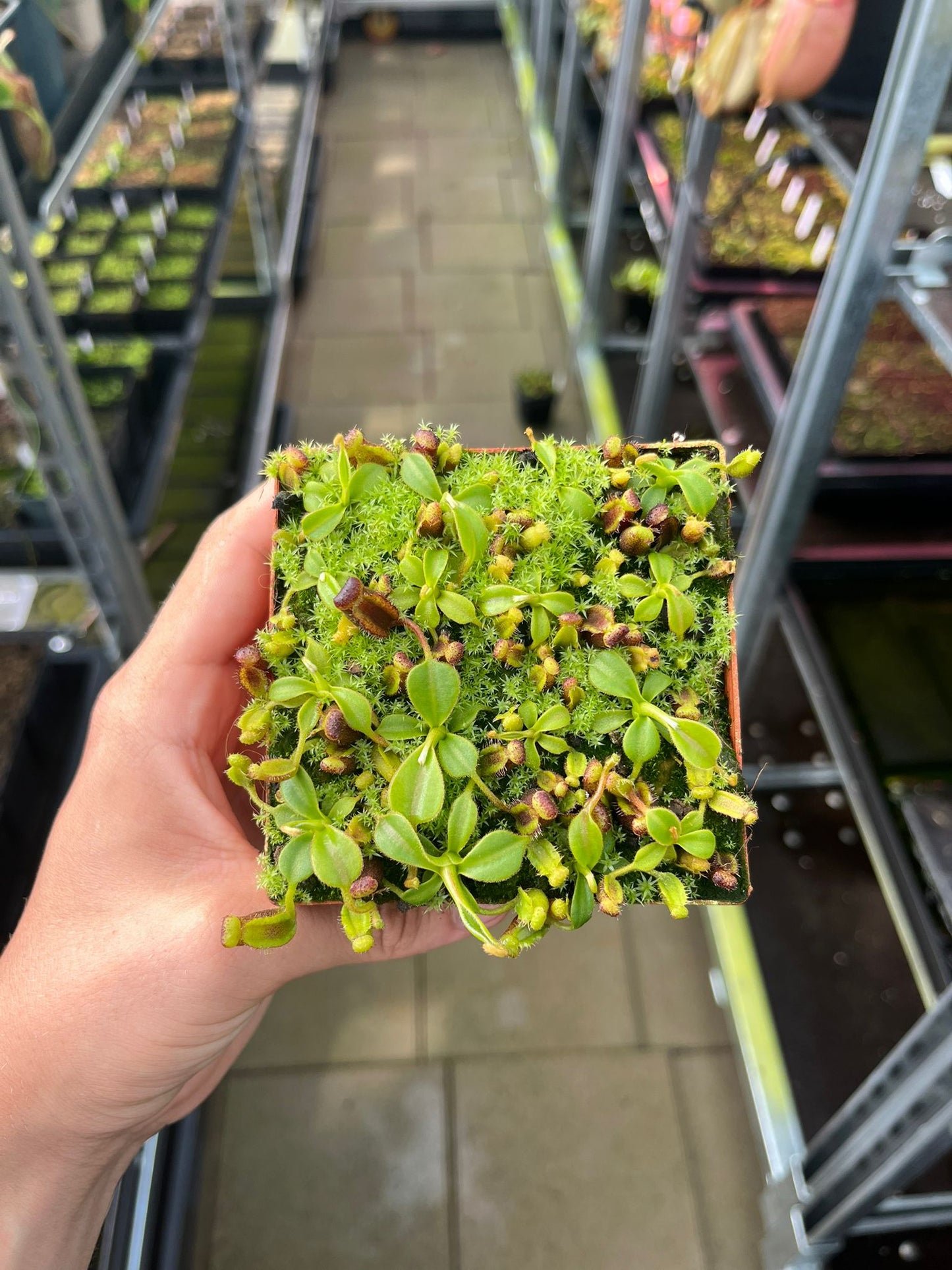 Nepenthes lowii 'Murud - Rockgarden' 3-4cm