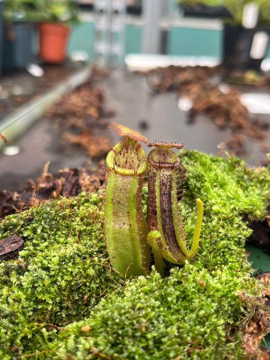 Nepenthes (lowii x platychila) x mollis 10cm