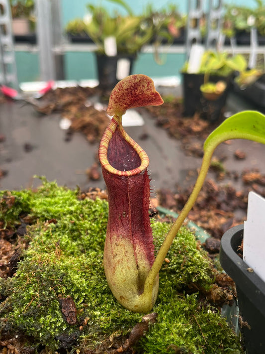 Nepenthes (lowii x truncata ‘squat’) x (lowii x campanulata) 15cm
