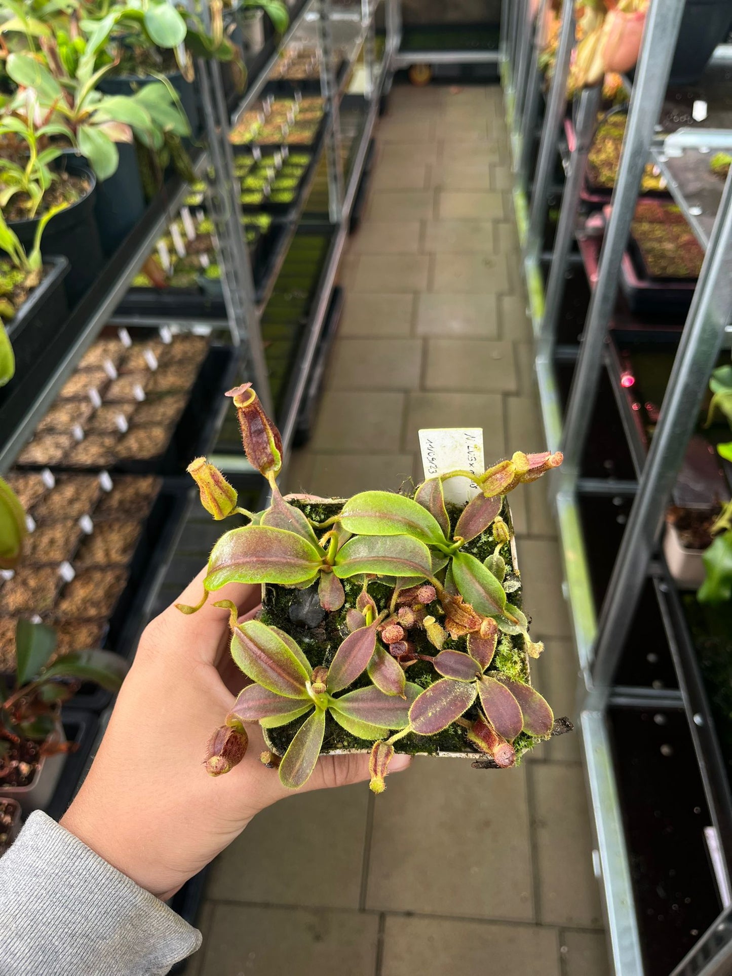Nepenthes [(lowii x veitchii) x boschiana] x mollis 7-10cm