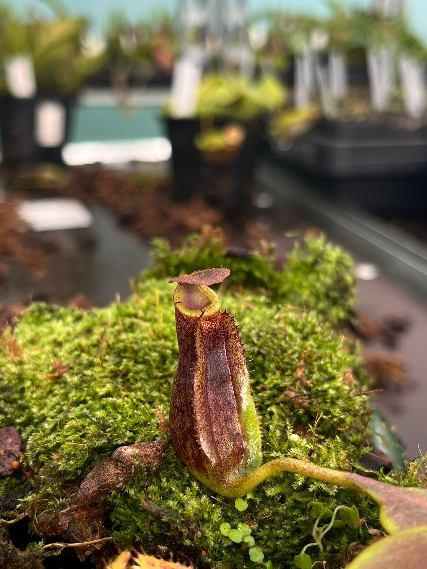 Nepenthes [(lowii x veitchii) x boschiana] x mollis 7-10cm