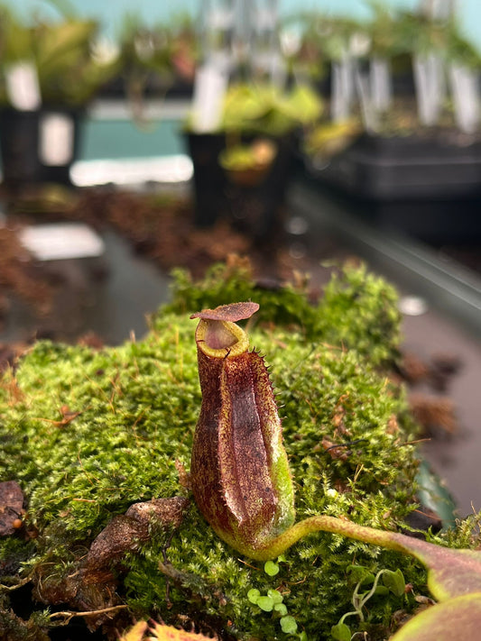 Nepenthes [(lowii x veitchii) x boschiana] x mollis 7-10cm