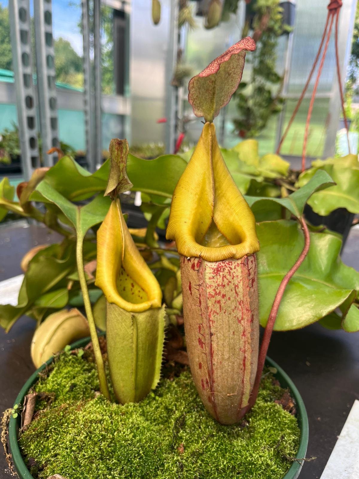 Nepenthes veitchii 'Maliau' 40cm