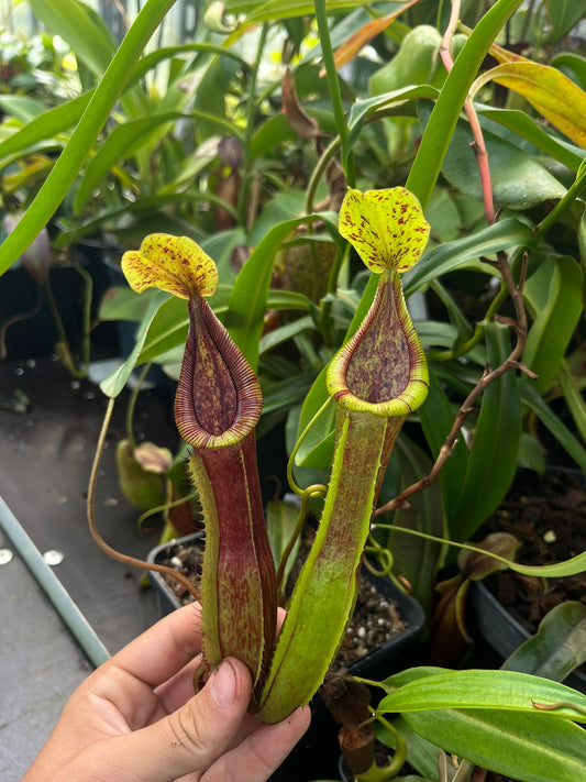 Nepenthes minima x diabolica 'rooted cutting'