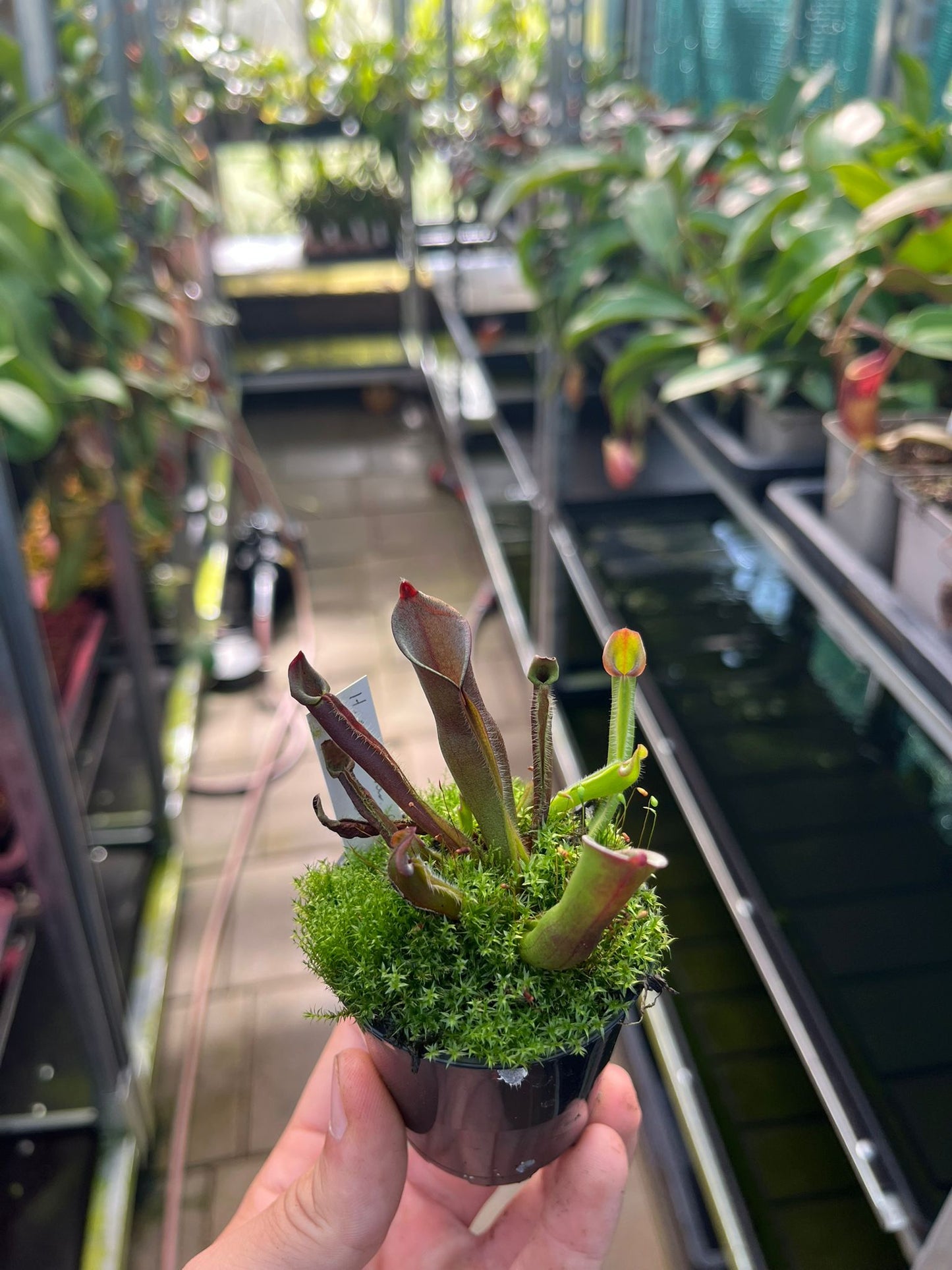 Heliamphora minor var. pilosa x sarracenoides