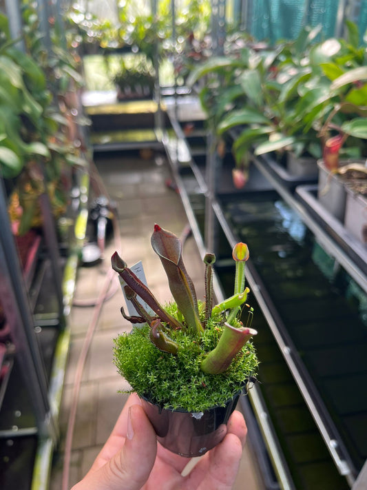 Heliamphora minor var. pilosa x sarracenoides