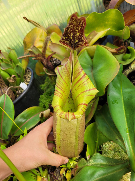 Nepenthes veitchii 'Murud' 10cm