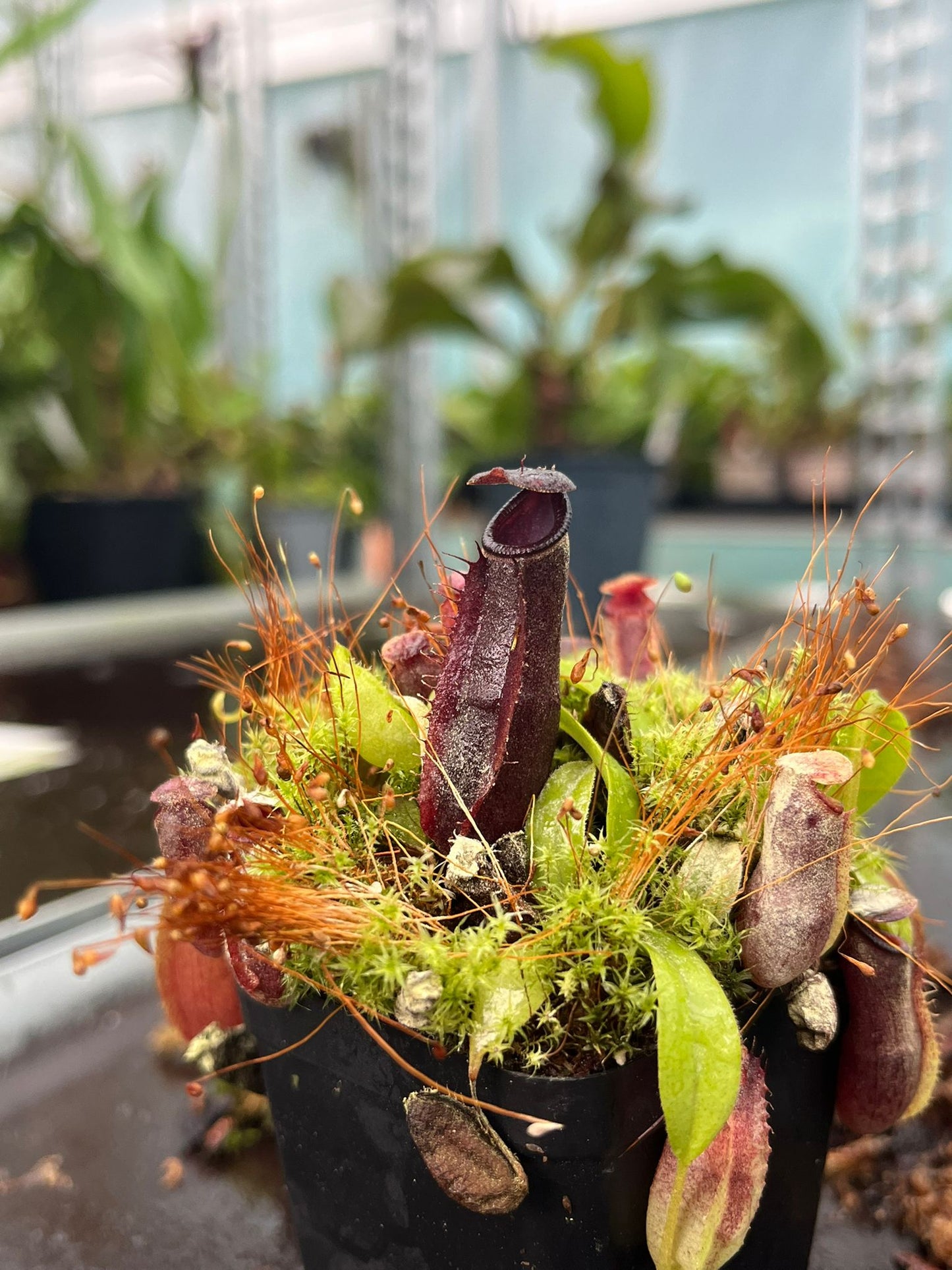 Nepenthes naga 7-10 cm