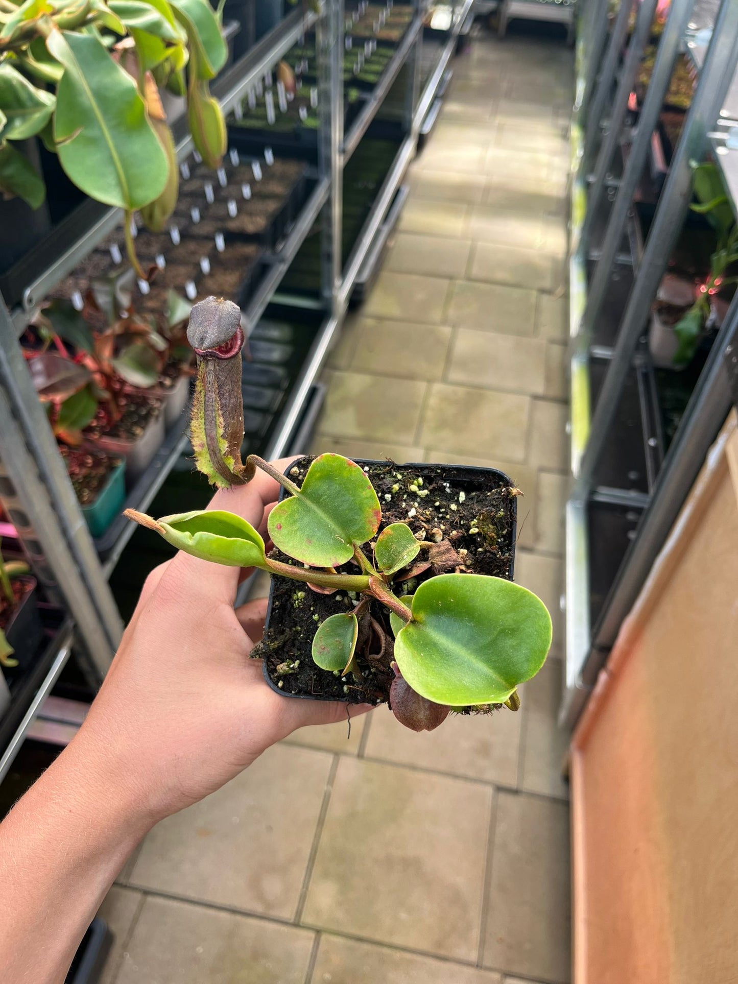 Nepenthes nebularum 15cm