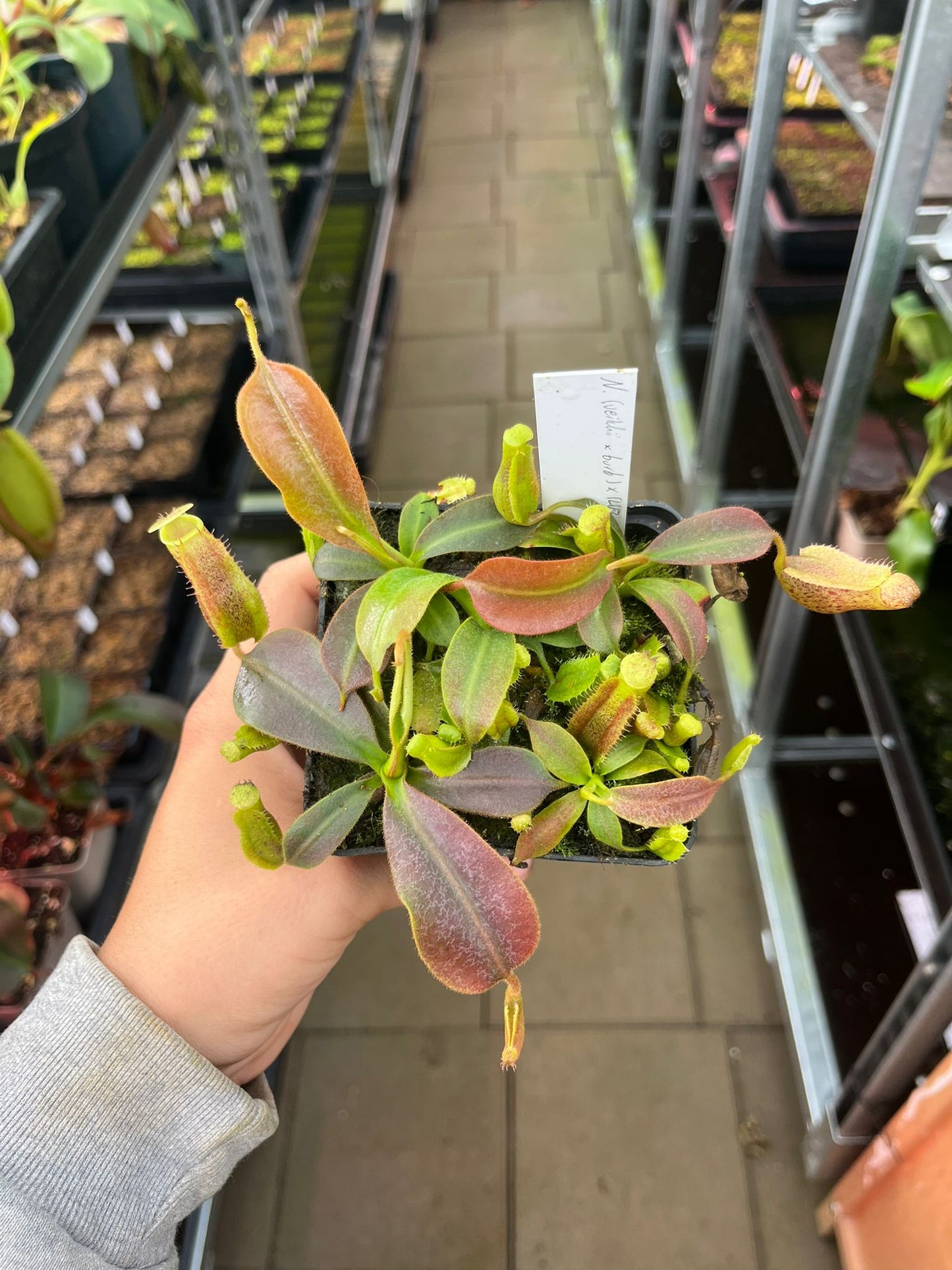 Nepenthes (veitchii x burbidgeae) x [(lowii x veitchii) x boschiana] x platychila 7cm