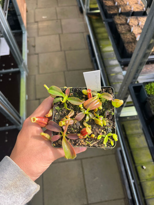 Nepenthes (veitchii x spathulata) x (rajah x veitchii) 7cm