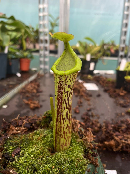 Nepenthes (burbidgeae x platychila) x (platychila x boschiana) 30cm