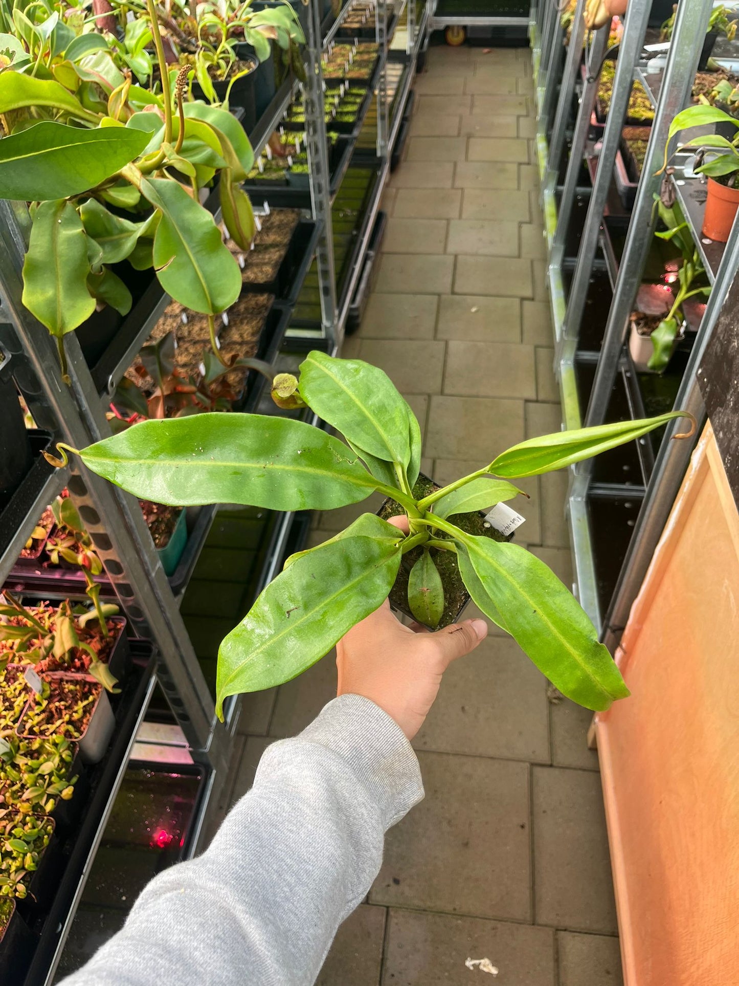 Nepenthes (burbidgeae x platychila) x (platychila x boschiana) 30cm