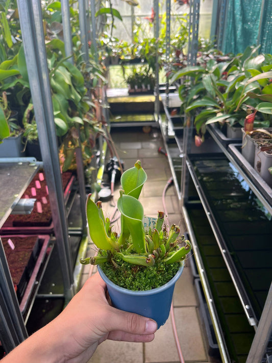 Heliamphora parva x sarracenoides 'Seedgrown'