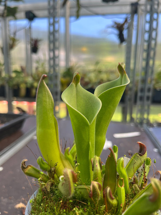 Heliamphora parva x sarracenoides 'Seedgrown'