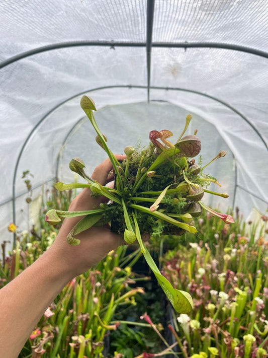sarracenia psittacina SL 13/1 - seedgrown
