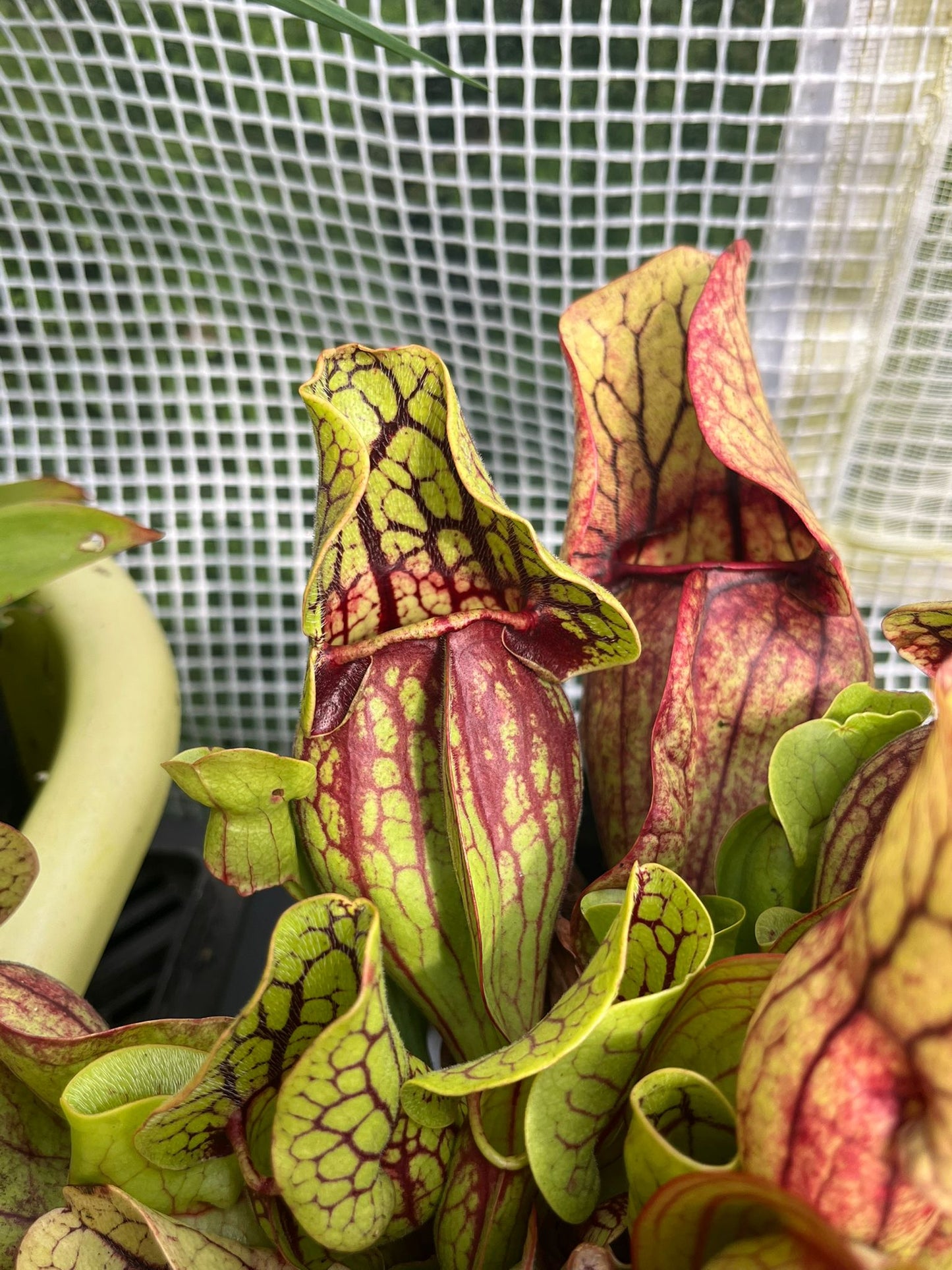 Sarracenia purpurea ssp venosa 'reedy creek' x 'Tom's Swamp'