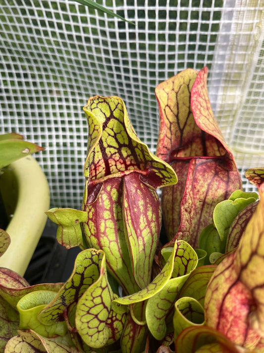 Sarracenia purpurea ssp venosa 'reedy creek' x 'Tom's Swamp'