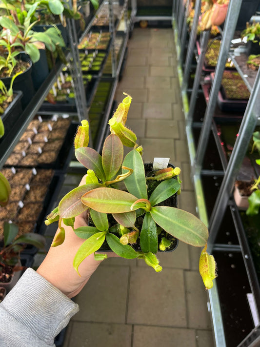 Nepenthes (veitchii x burbidgeae) x [(lowii x veitchii) x truncata] 10cm