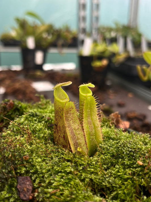Nepenthes (veitchii x burbidgeae) x [(lowii x veitchii) x truncata] 10cm