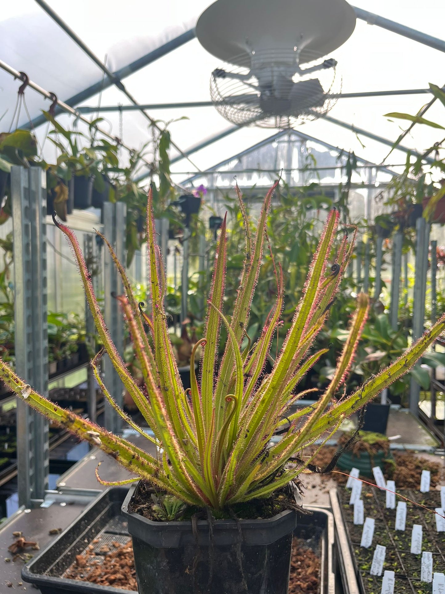 Drosera regia
