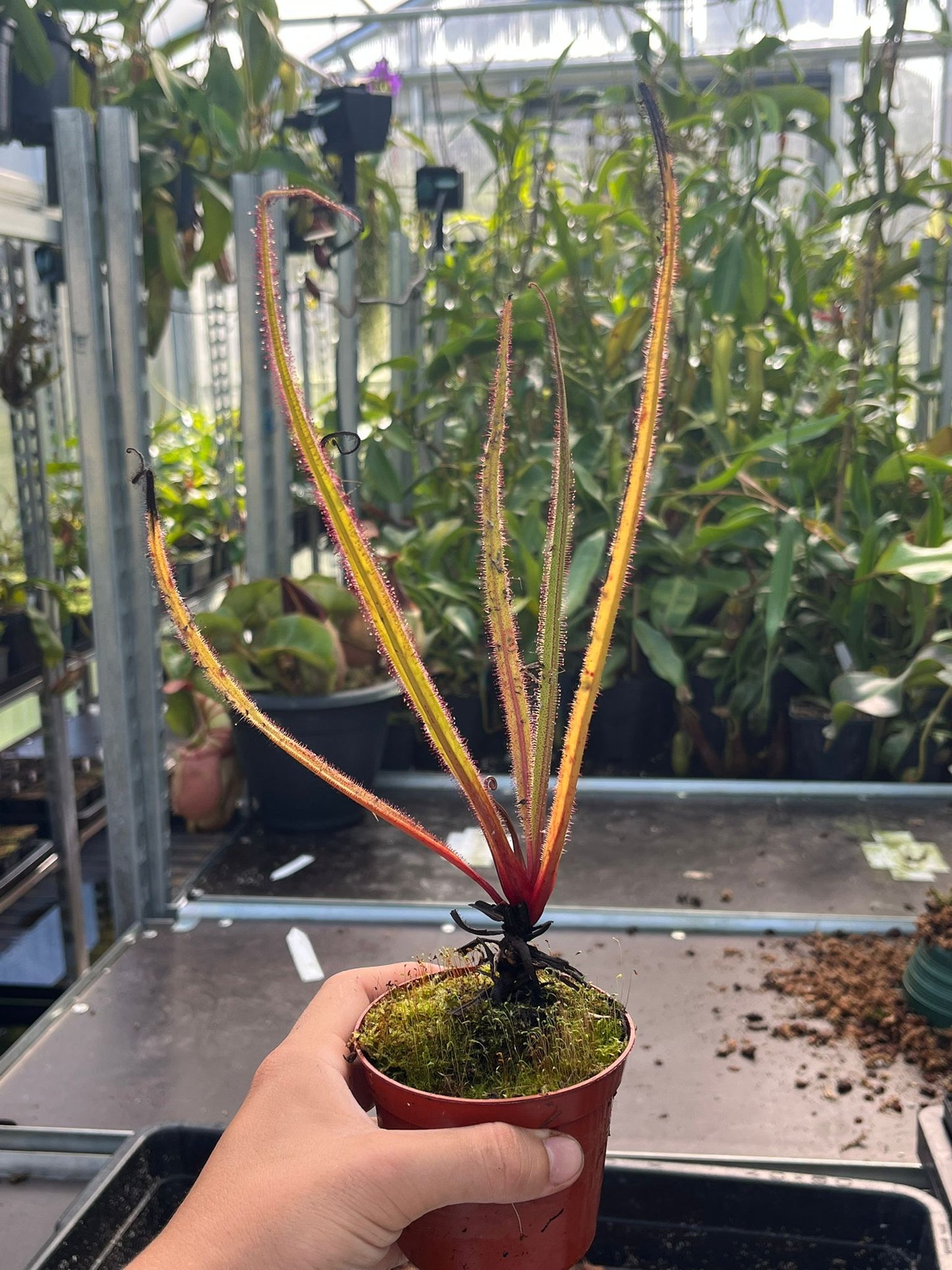 Drosera regia