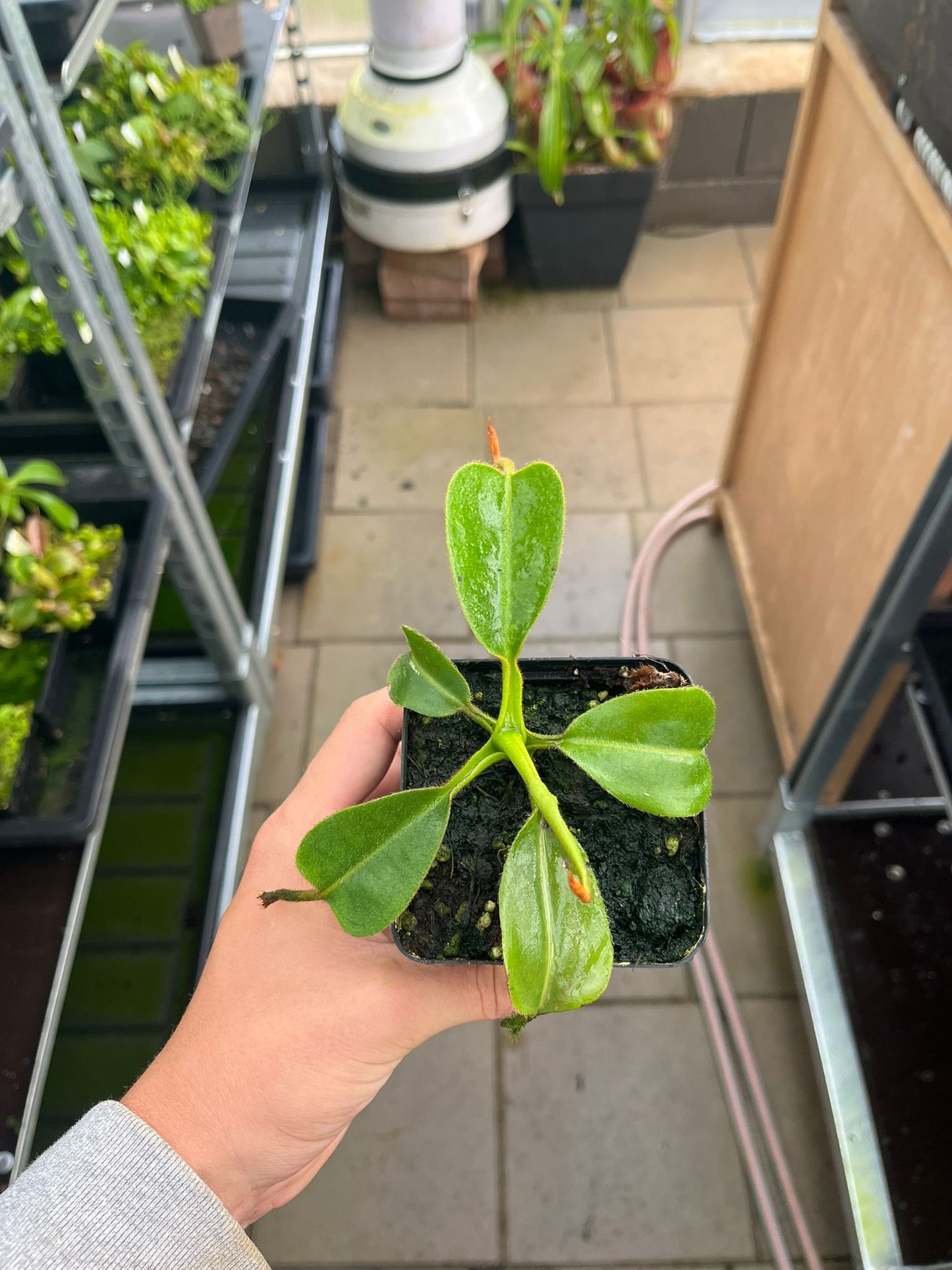 Nepenthes robcantleyi x mollis 15cm