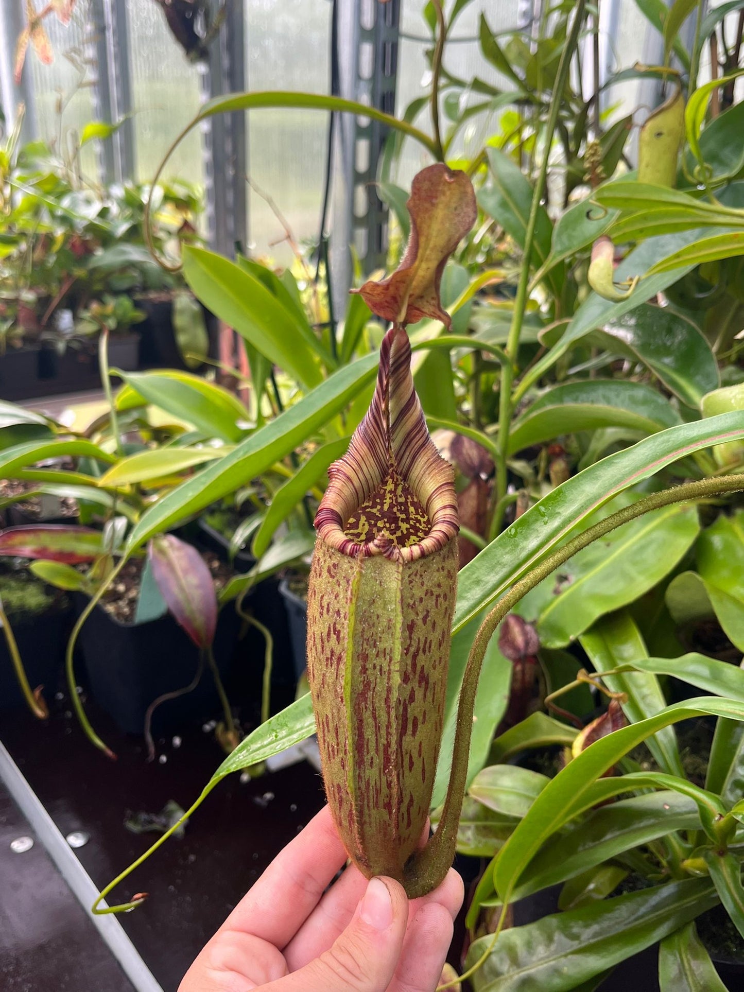Nepenthes robcantleyi x mollis 15cm