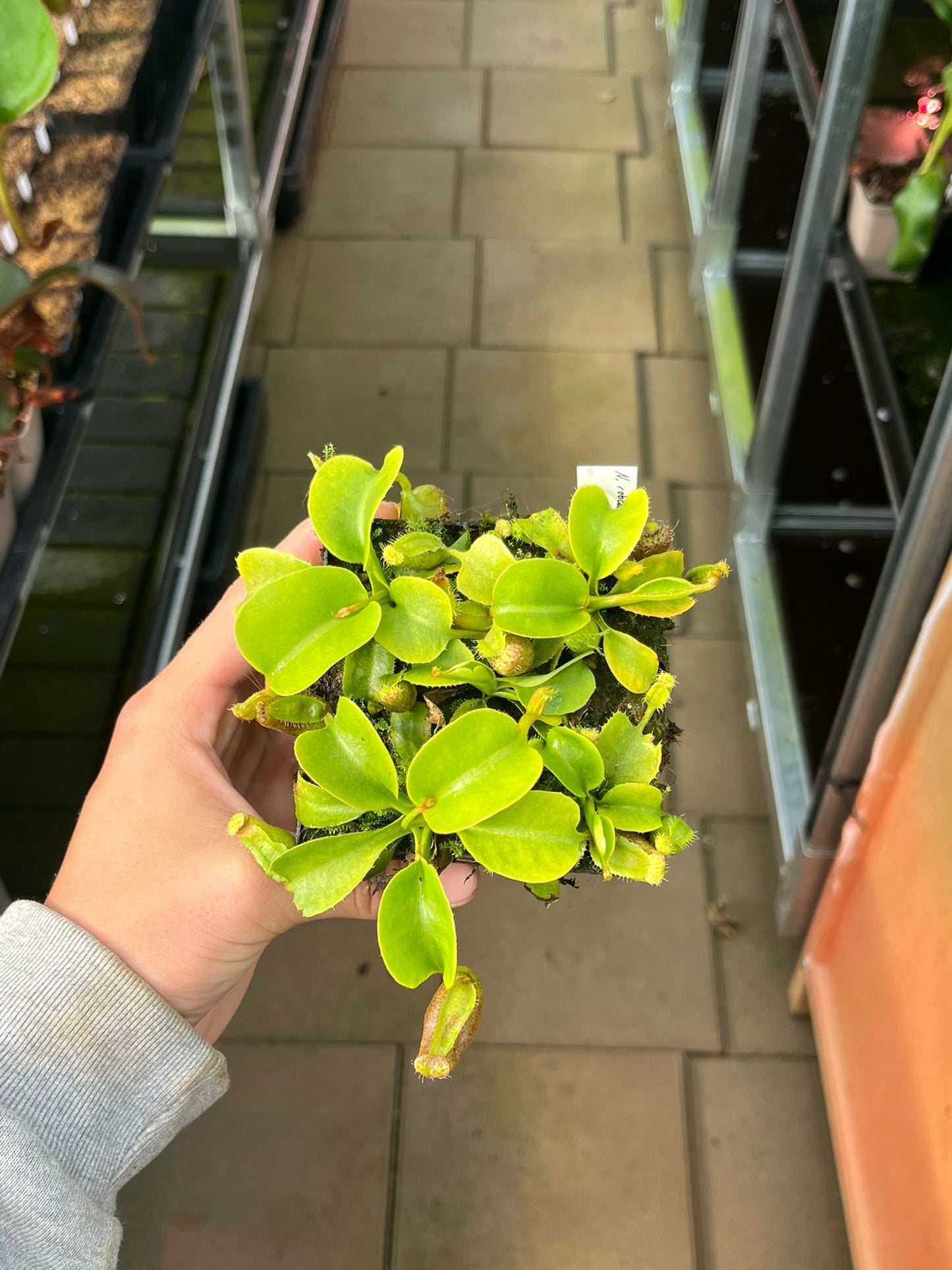 Nepenthes robcantleyi 7-10cm