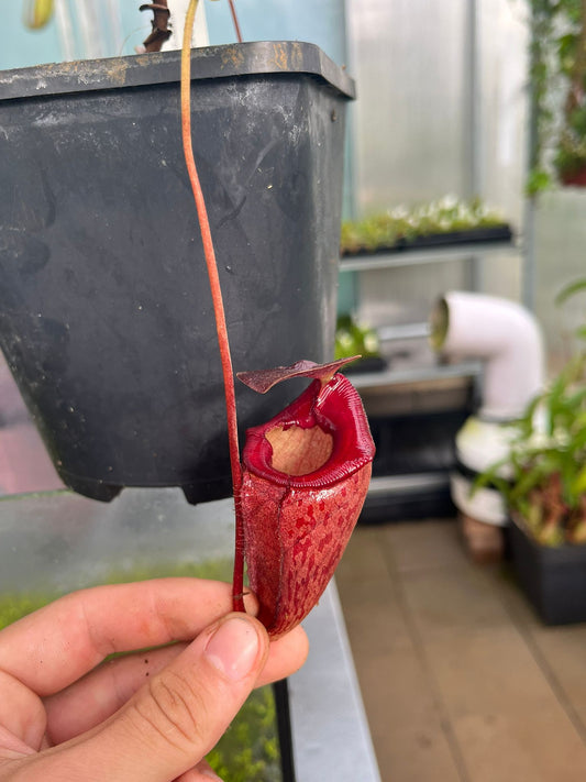 Nepenthes rajah x tenuis 15cm