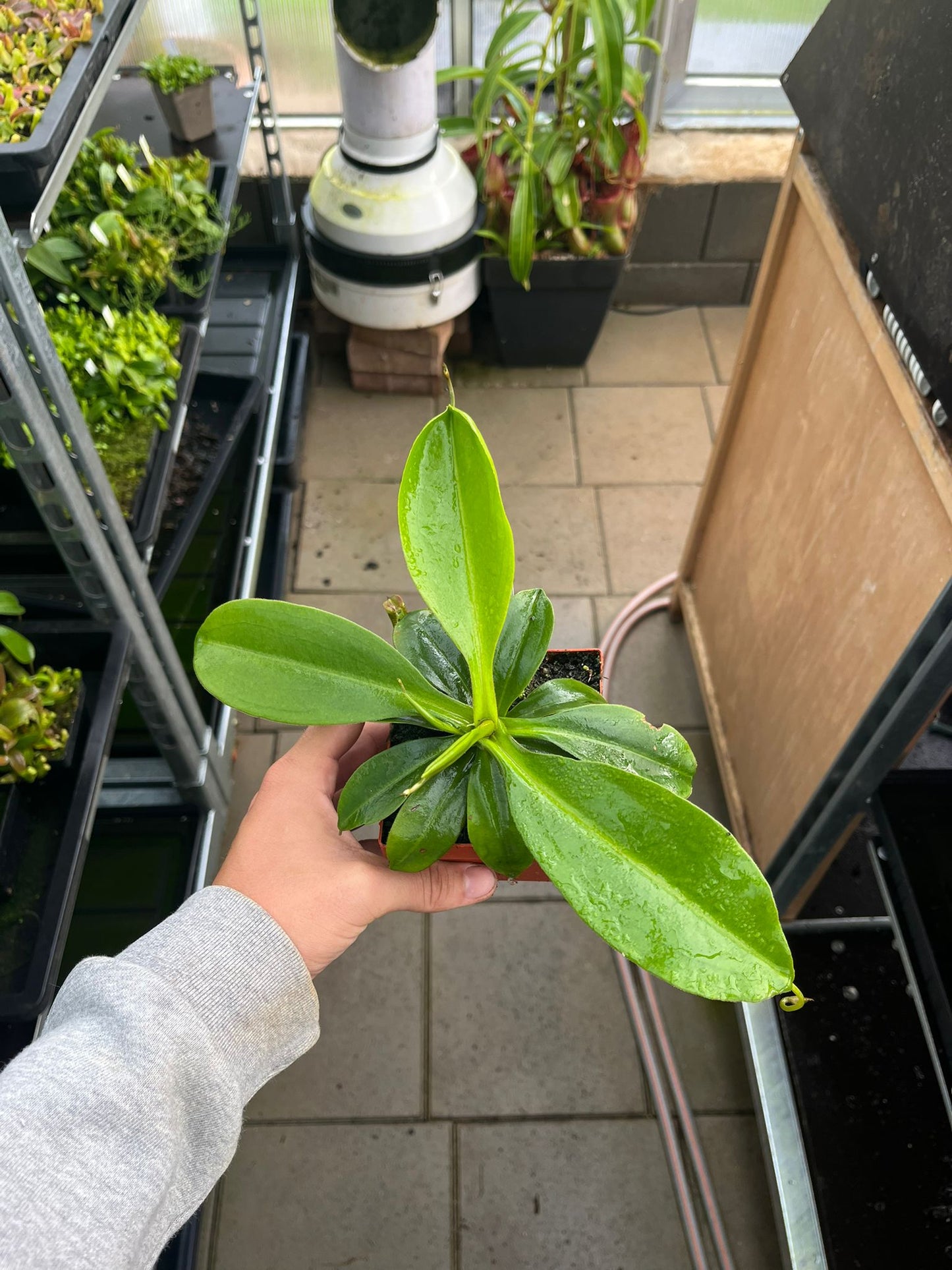 Nepenthes rajah x tenuis 15cm