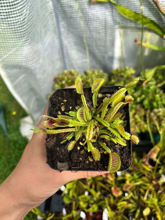 Dionaea muscipula 'Schuppenstiel'