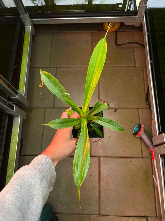 Nepenthes singalana x tenuis 25cm