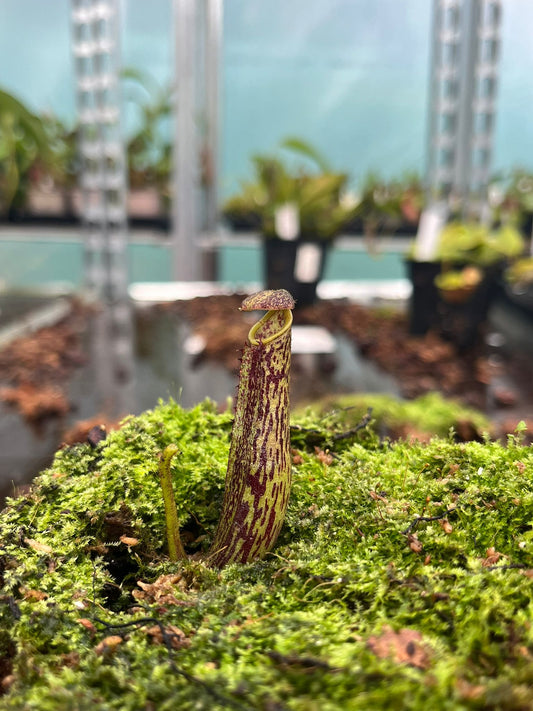 Nepenthes steneophylla x zakriana 15cm