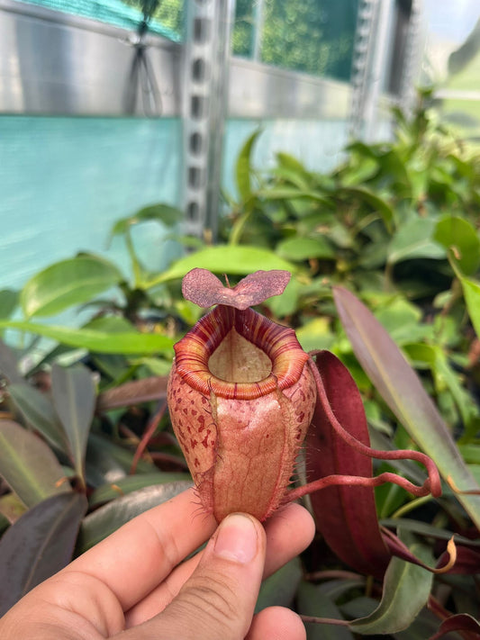 Nepenthes tenuis x peltata 40cm