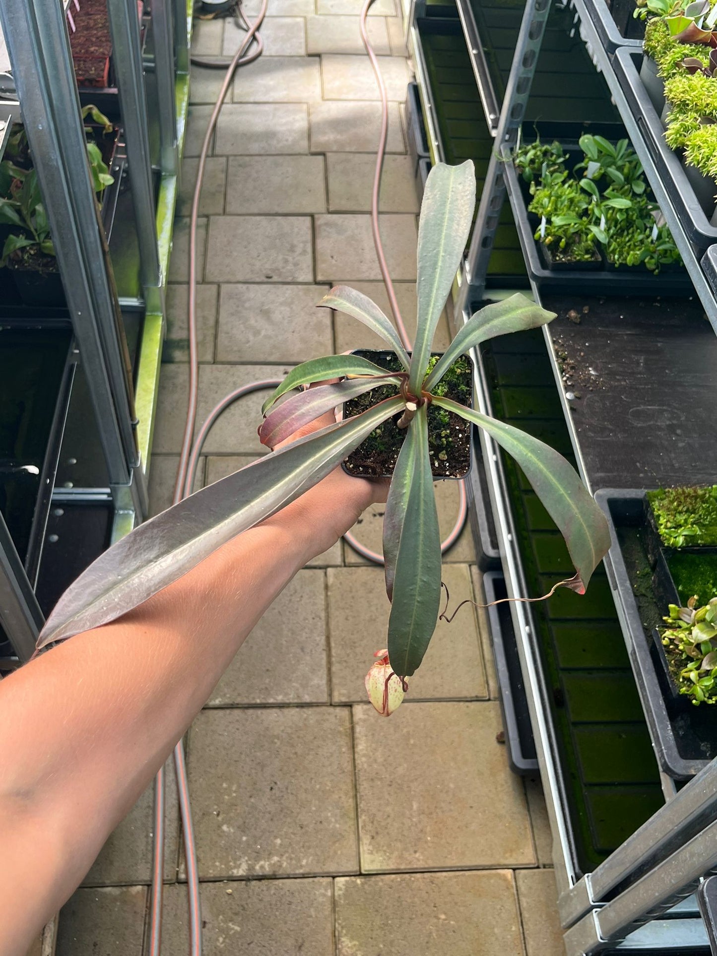 Nepenthes tenuis x peltata 40cm