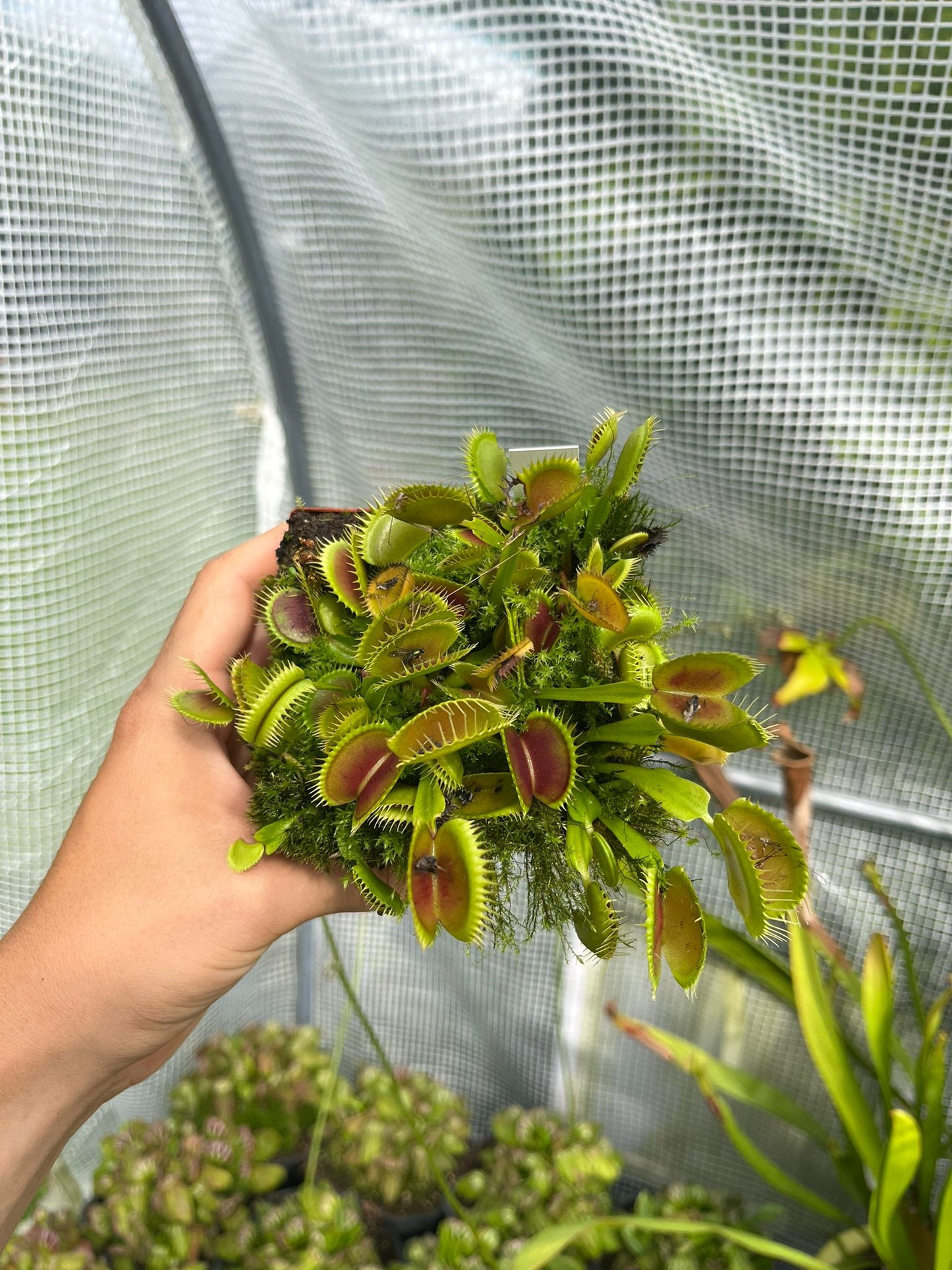 Dionaea muscipula 'Tiger Fangs'