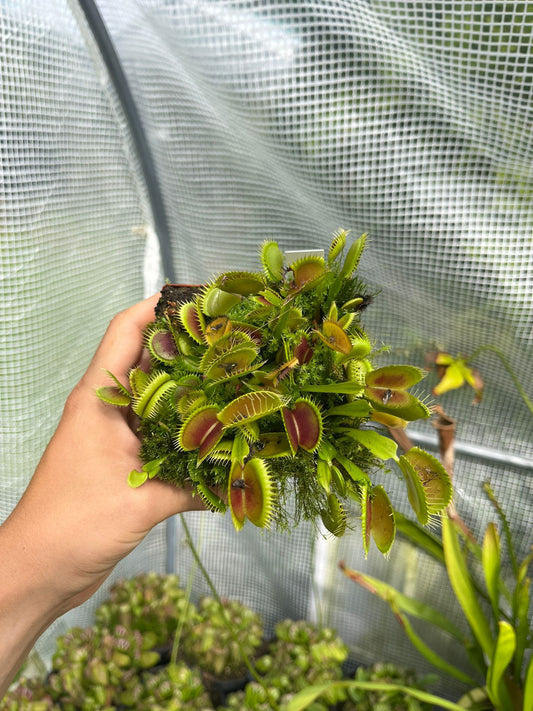 Dionaea muscipula 'Tiger Fangs'