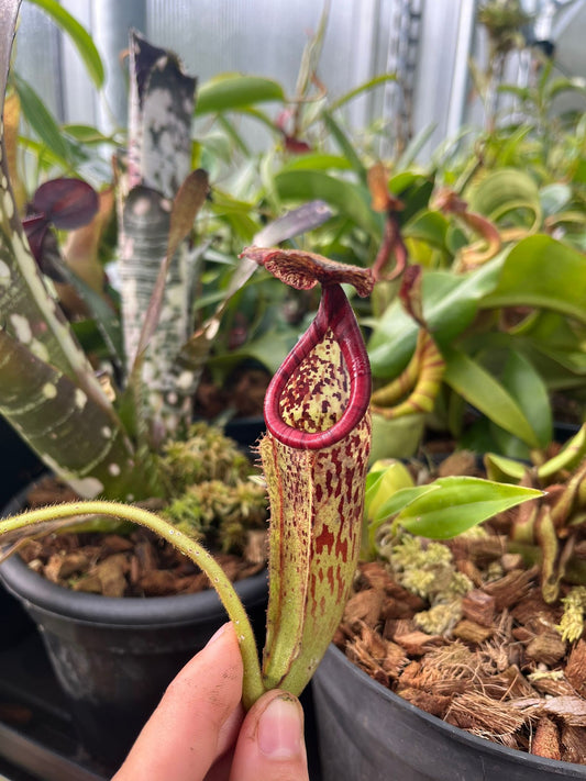 Nepenthes burbidgeae x glandulifera 35cm